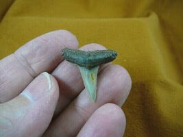 s330-7) 7/8" Fossil Lemon Shark Tooth teeth jewelry Silver or Gold wired... - $10.99
