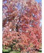 30 Sourwood Or Sorrel Tree Seeds Oxydendrum Arboreum Fresh Seeds - $256.81 MXN
