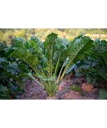Sugar Beet 100 Seeds -Natural Sweetener-  Quality Vegetable -Sustainable Gardeni - $4.29