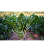 Sugar Beet 100 Seeds -Natural Sweetener-  Qua... - £3.38 GBP