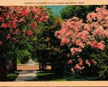Gorgeous Oleanders in Full Bloom Galveston TX Postcard PC3 - $4.99