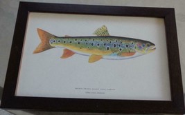 Artwork Print – Brown Trout – Avant Lake, Turkey – Professionally Framed - £39.55 GBP