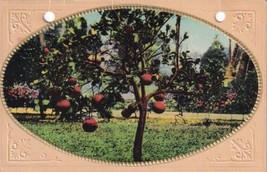 Benton Kansas KS Apple Tree 1911 Belle Plaine Postcard E20 - £7.91 GBP