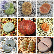 Lithops Mixed 9 Types Succulent Seeds 10 Seeds Pack Lovely Livingstones Bonsai E - $8.32