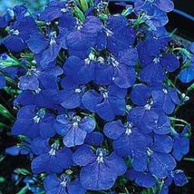 50+ Lobelia Regatta Blue Trailing Flower Seeds - £7.80 GBP