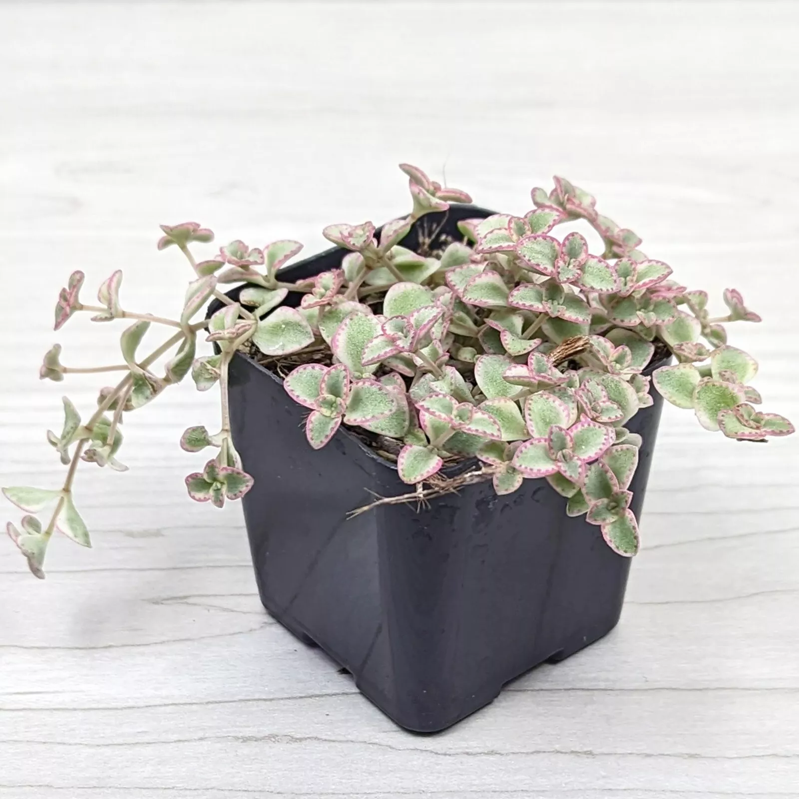 Succulent Live Plant - Sedum : Little Missy Variegated - In 2&quot; Pot - $17.20
