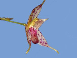 Pleurothallis / Muscarella Gongylodes Miniature Orchid Mounted - £38.53 GBP