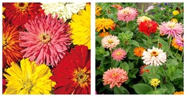 300+ Zinnia Seeds Cactus Flowered Mix Mixed Colors Bees Annual Free Shipping - £15.14 GBP