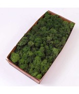Preserved Reindeer Moss Natural Green DIY Kit Gardenning Art Wall Decor ... - $61.43 CAD
