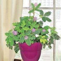 50 Seeds Littleleaf Sensitive Briar Plant Flower &quot;Touch Me Not&quot; Native Wildflower - £13.08 GBP
