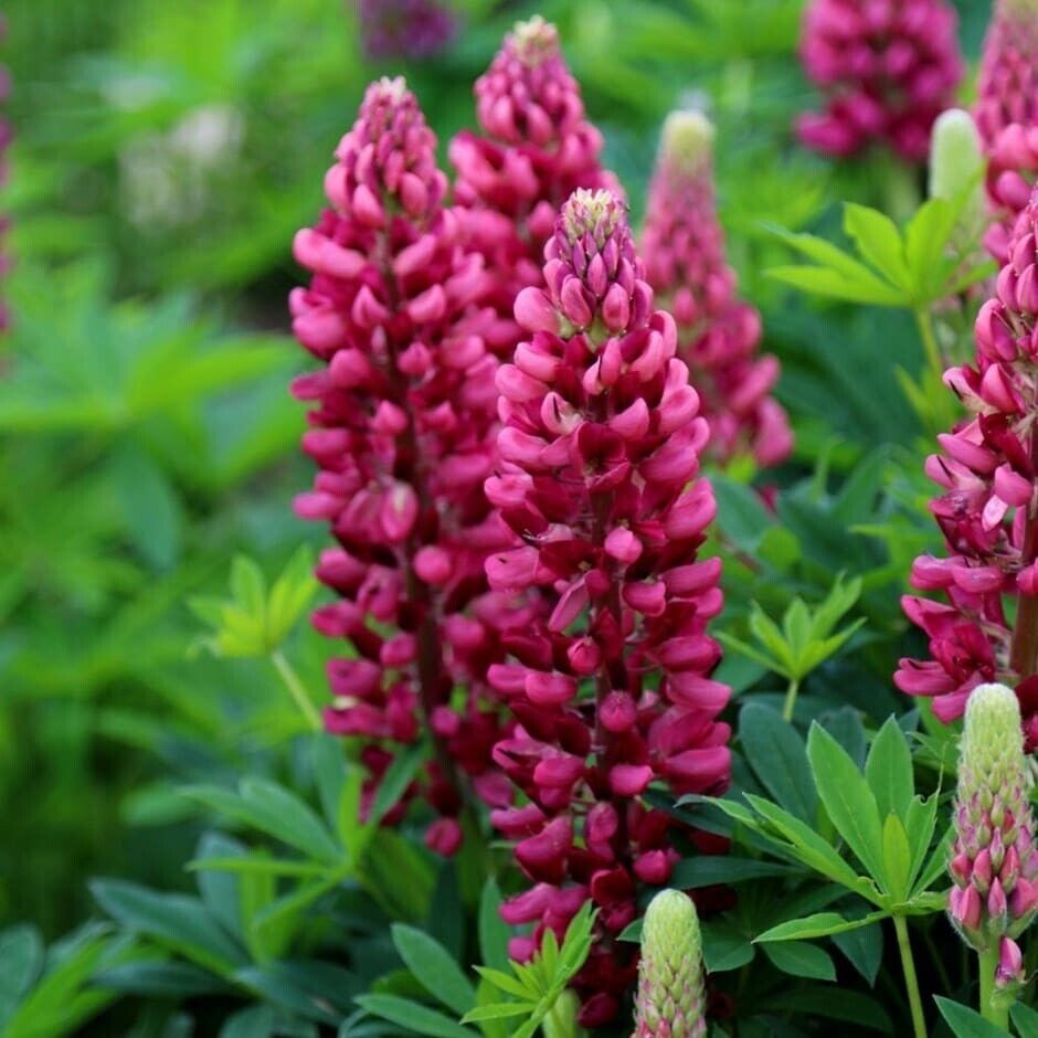 25 Gallery Red Lupine Seeds Flower Perennial Hardy Flowers Seed Fresh Ga... - $9.78