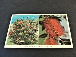Bottle Brush Tree and Bloom in Florida - 1964 Postmarked Postcard.  - £6.09 GBP