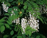 10 Black Locust, Robinia Pseudoacacia, Tree Seeds (Fast, Hardy, Fragrant) - £2.16 GBP