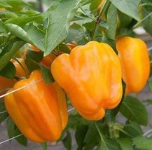 Orange Bell Pepper Seeds - Organic &amp; Non Gmo Pepper Seeds - Heirloom See... - £2.10 GBP