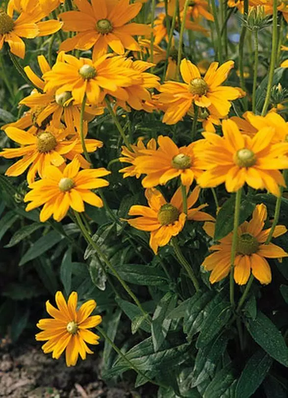 100 Seeds Black Eyed Susan Green Eyes Rudbeckia Green Non-GMO - £7.17 GBP