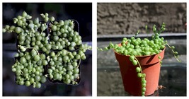 4&quot; String of Pearls Houseplant Gardening - £27.32 GBP