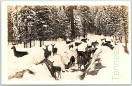19430-50s RPPC Real Woodland Snow Scene A Large Deer Herd Idaho Photo Postcard - £17.53 GBP
