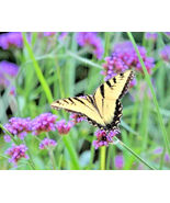 Verbena Bonariensis Purpletop Vervain Tender Purple 500 Seeds - $6.16