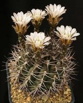 Acanthocalycium Klimpelianum, Prickly Cactus with Pinkish Spines, 20 Seeds  - £21.01 GBP