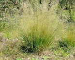 1000 Seeds Sand Love Grass Seeds Native Ornamental Drought Heat Cold Poo... - $8.99