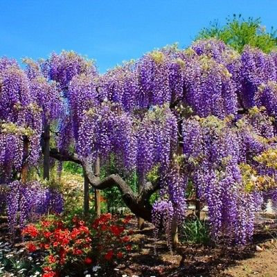 bolusanthus speciosus  Wisteria