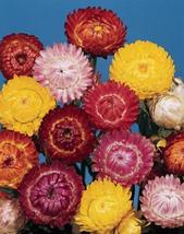 50 Seeds Helichrysum Bikini Series Bright Mix Annual Seeds - £17.55 GBP