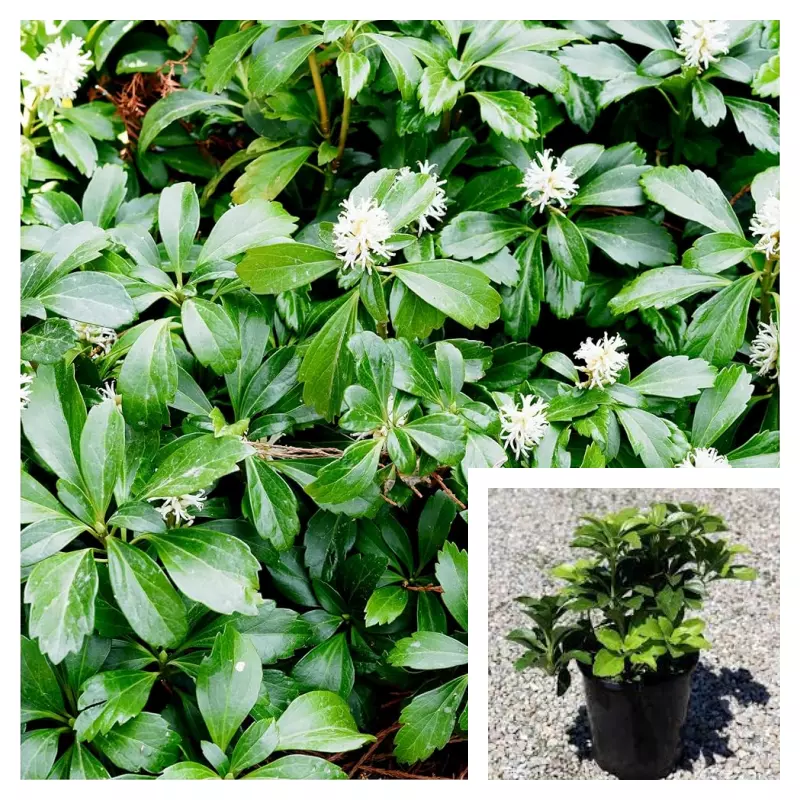 Pachysandra Terminalis 4inches Japanese Pachysandra Plant Full Live Plan... - $16.99