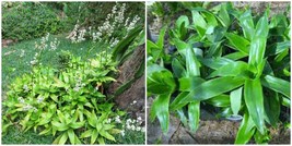 Callisia fragrans live plants &quot;CUTTING&quot; 7 inches tall - £23.10 GBP