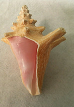 Vintage Large Natural Pink Queen Conch Sea Shell Seashell 6&quot; No Harvest ... - $44.99