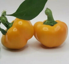 PS Yes To Yellow Hungarian Cheese Sweet Peppers Seeds Mini Bell Crunchy ... - $166.68 MXN