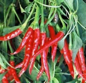 SR Pepper Seed, Thai Hot, Heirloom, Non Gmo, 20+ Seeds, Thai Pepper Seeds - $3.29
