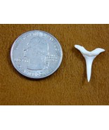 s1980-154) 3/4" Modern Goblin Shark Tooth teeth Make a SILVER or GOLD pe... - €21,46 EUR s1980-154) 3/4" Modern Goblin Shark Tooth teeth Make a SILVER or GOLD pe... - €21,46 EUR