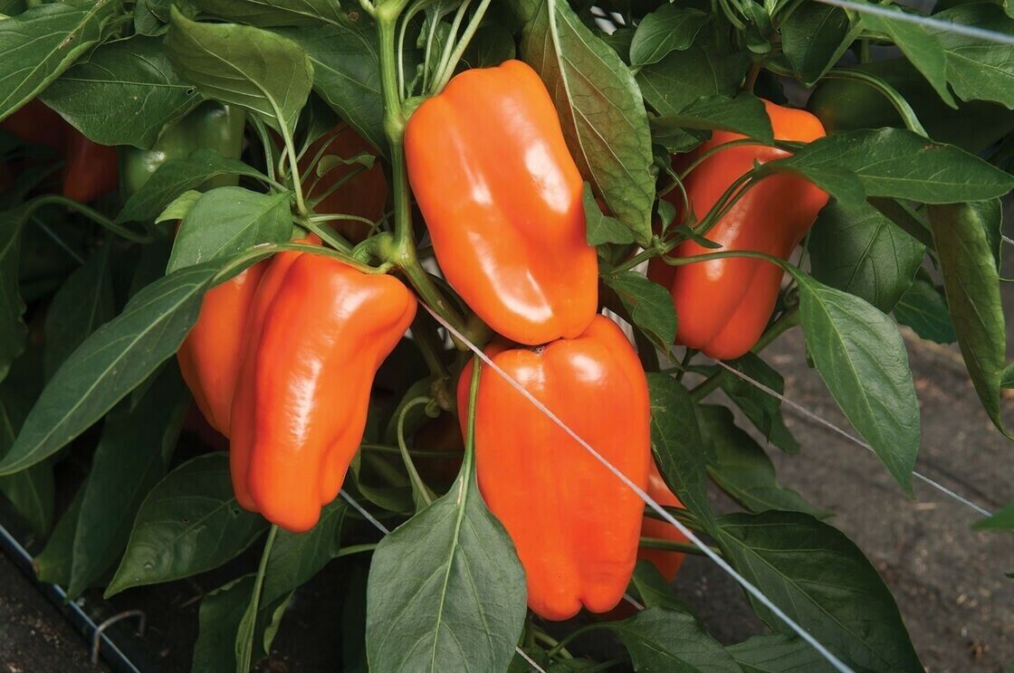 New Fresh Seeds Bell Pepper Orange Sweet 15 Seeds Giant Vegetable Organic - $1.96