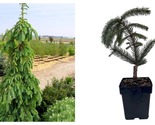 Top Seller - Weeping White Spruce Tree Picea glauca Pendula 5.5&quot; Pot Liv... - £130.21 GBP