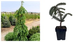 Top Seller - Weeping White Spruce Tree Picea glauca Pendula 5.5&quot; Pot Live Plant - £130.52 GBP