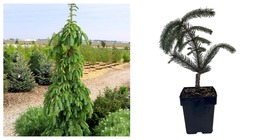 Top Seller - Weeping White Spruce Tree Picea glauca Pendula 5.5&quot; Pot Live Plant - £131.09 GBP