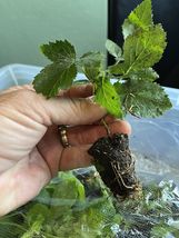 3 Pack Live Plants “Sweetie Pie&quot; Thornless Blackberry Plants Non GMO - £44.02 GBP
