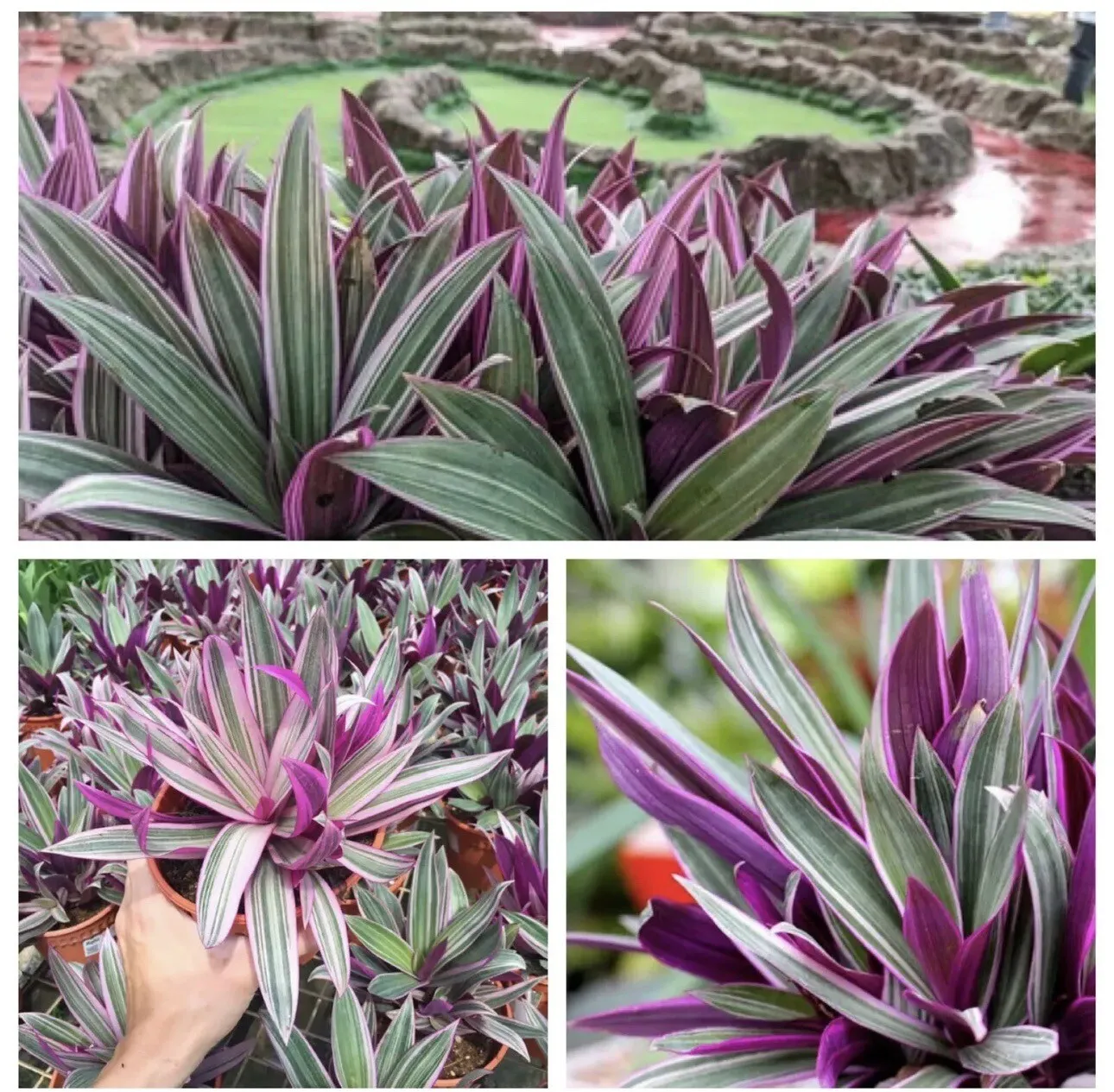 6 Oyster Plant Tradescantia Spathacea Boat Lily Moses in the Cradle - £62.91 GBP