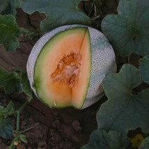 Ship From Us Cantaloupe Melon - Planters Jumbo -6 G PACK~160 Seeds -NON-GMO TM11 - £12.62 GBP