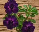 4 Purple Desert Rose Adenium Obesum Perennial Flower Seeds - $19.11