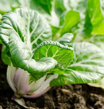 USA SELLER Baby Bok Choy Dwarf Pak Choi Asian Vegetable Chinese Cabbage Free Shi - $11.95