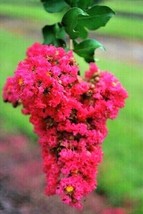 25 Centennial Spirit Crepe Myrtle Seeds Lagerstroemia Indica Centennial Spir USA - £8.51 GBP