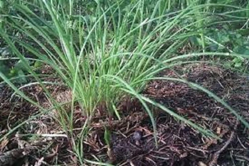 Garlic Chives Organic Seed US Fast Shipping - $1.99