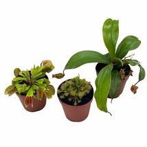 Carnivorous Plant Set, Venus Fly Trap Assortment, Set of 3 - £29.69 GBP