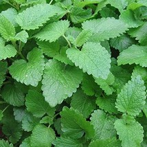 Lemon Balm Seeds Melissa Officinalis 40 Seeds US Seller Fast Shipping - £11.18 GBP