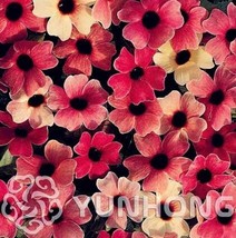 10 Seeds Thunbergia Alata Seeds Black Eyed Susan Vine Rose Red Light Yellow Colo - $9.59