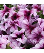 New Fresh 50 Pelleted Prism Blueberry Sundae Petunia Seeds - $24.77 CAD