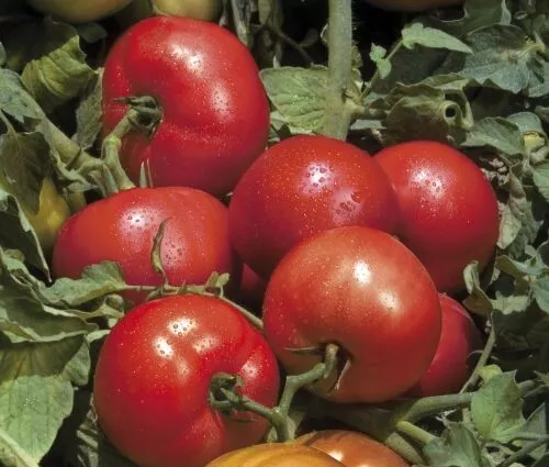 50 Seeds Tribeca Tomato Vegetable Garden - $9.75