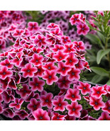 SRN 50 Phlox Seeds Flower Perennial Flowers Butterfly Bright Red White G... - $21.86