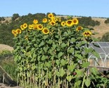 50 Seeds Mammoth Russian Sunflower Seeds Organic Giant Huge Annual Wildf... - $8.99